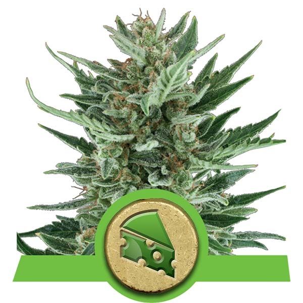 Dope Breeders - ROYAL QUEEN SEEDS Royal Cheese Automatic Image