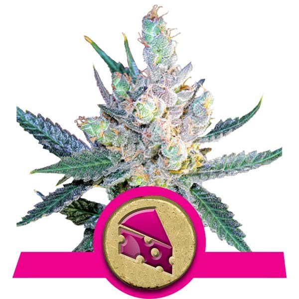 Dope Breeders - ROYAL QUEEN SEEDS Royal Cheese (Fast Version) Image