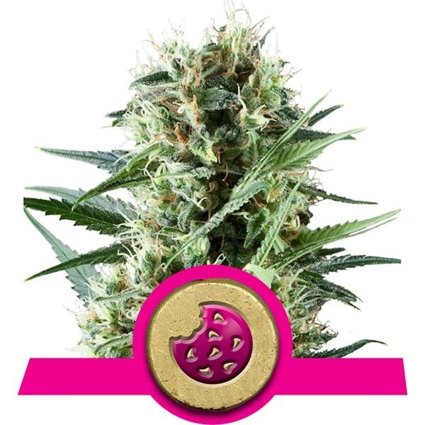 Dope Breeders - ROYAL QUEEN SEEDS Royal Cookies Image