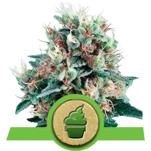 Dope Breeders - ROYAL QUEEN SEEDS Royal Creamatic Image