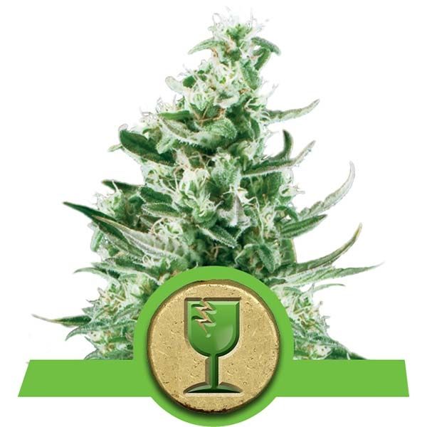 Dope Breeders - ROYAL QUEEN SEEDS Royal Critical Automatic Image