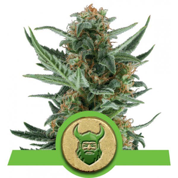 Dope Breeders - ROYAL QUEEN SEEDS Royal Dwarf Image