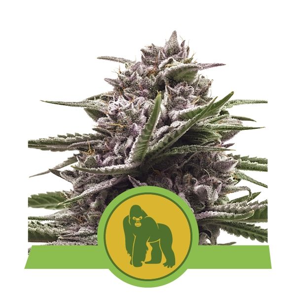 Dope Breeders - ROYAL QUEEN SEEDS Royal Gorilla Automatic Image