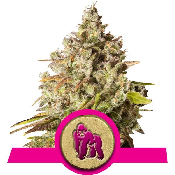 Dope Breeders - ROYAL QUEEN SEEDS Royal Gorilla Image