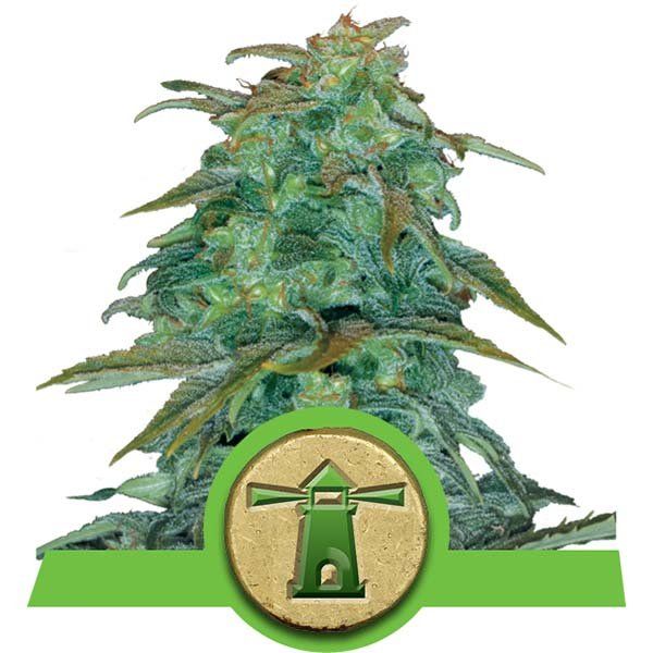 Dope Breeders - ROYAL QUEEN SEEDS Royal Haze Automatic Image