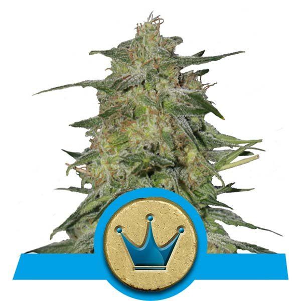 Dope Breeders - ROYAL QUEEN SEEDS Royal Highness Image