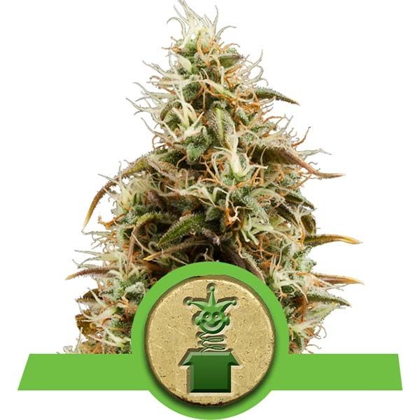 Dope Breeders - ROYAL QUEEN SEEDS Royal Jack Automatic Image