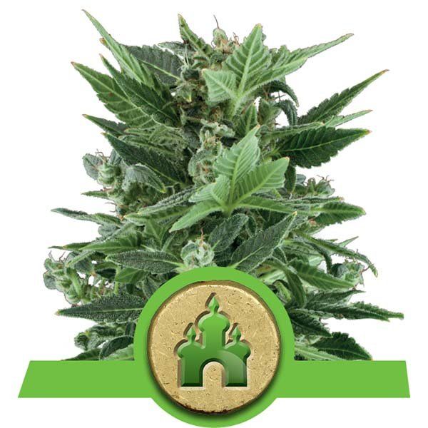 Dope Breeders - ROYAL QUEEN SEEDS Royal Kush Automatic Image