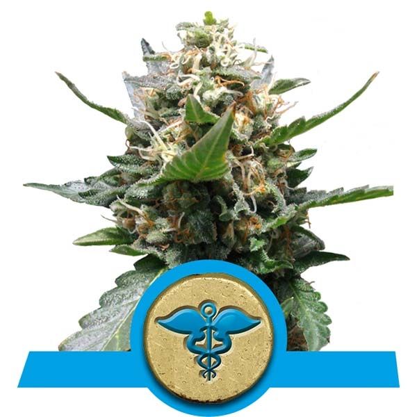 Dope Breeders - ROYAL QUEEN SEEDS Royal Medic Image