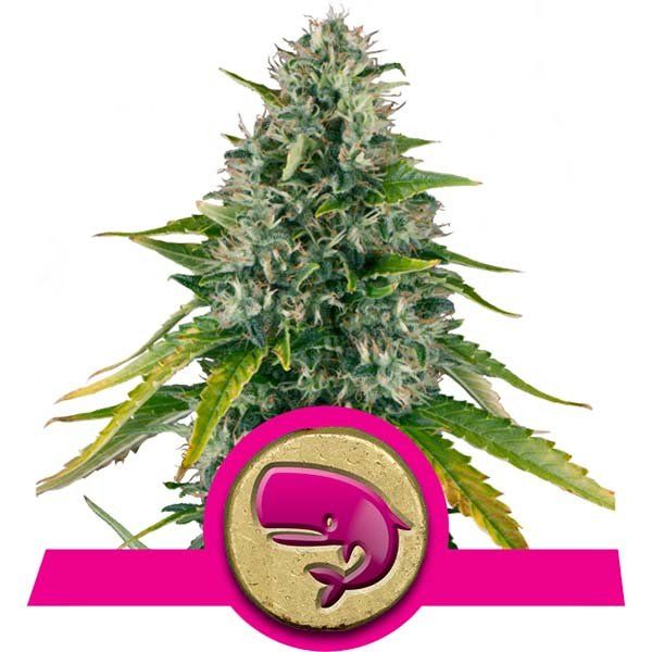 Dope Breeders - ROYAL QUEEN SEEDS Royal Moby Image