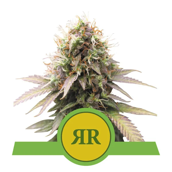 Dope Breeders - ROYAL QUEEN SEEDS Royal Runtz Auto Image