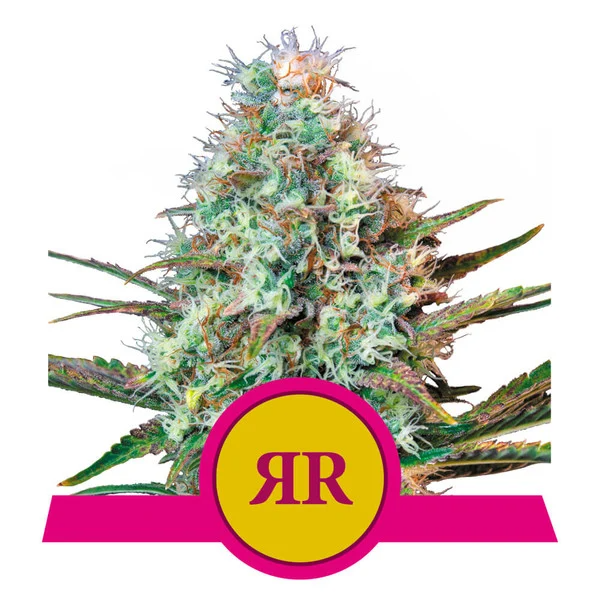 Dope Breeders - ROYAL QUEEN SEEDS Royal Runtz Image