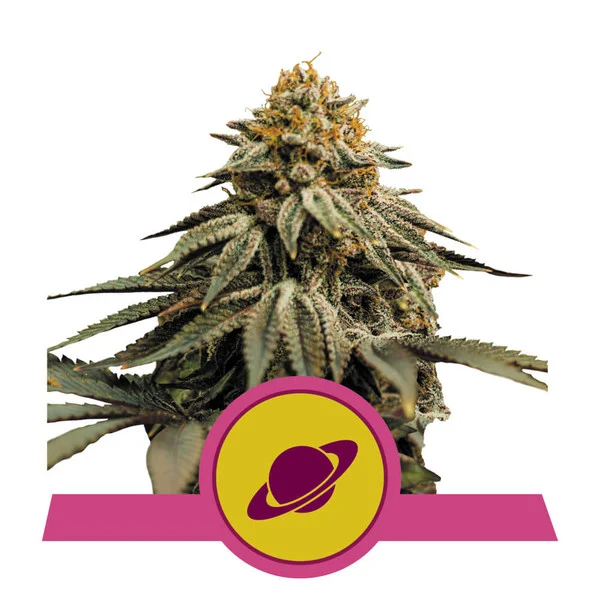 Dope Breeders - ROYAL QUEEN SEEDS Royal Skywalker Image