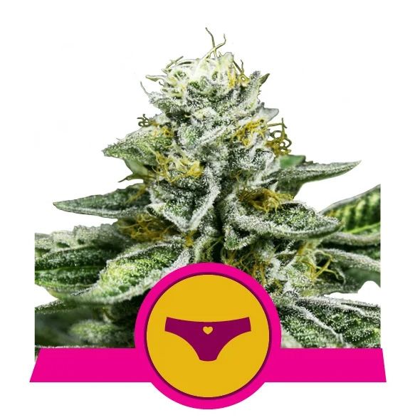 Dope Breeders - ROYAL QUEEN SEEDS Sherbet Queen Image