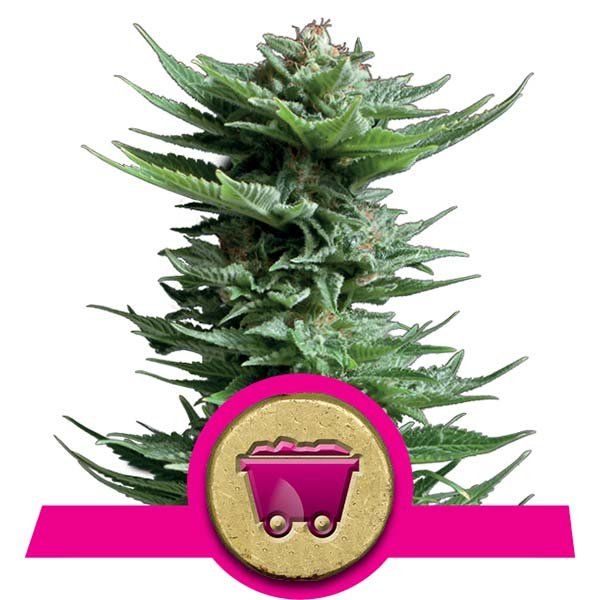 Dope Breeders - ROYAL QUEEN SEEDS Shining Silver Haze Image