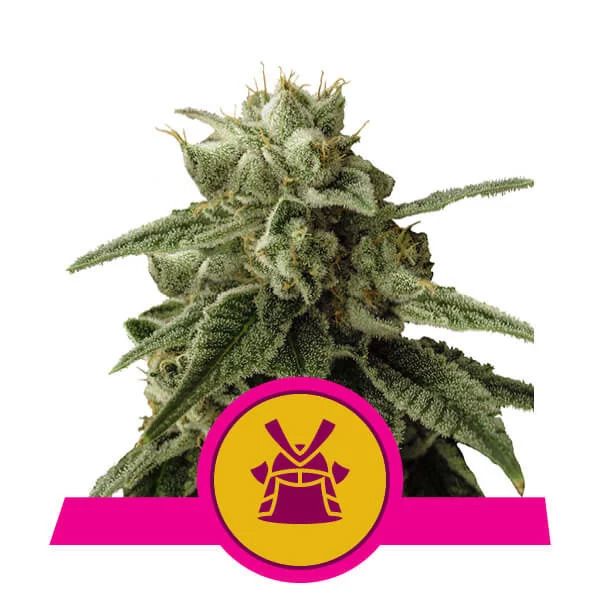 Dope Breeders - ROYAL QUEEN SEEDS Shogun Image