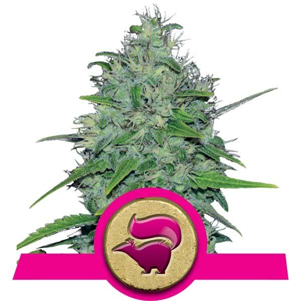 Dope Breeders - ROYAL QUEEN SEEDS Skunk XL Image