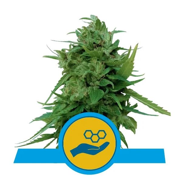 Dope Breeders - ROYAL QUEEN SEEDS Solomatic Image