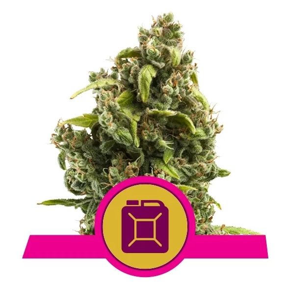 Dope Breeders - ROYAL QUEEN SEEDS Sour Diesel Image