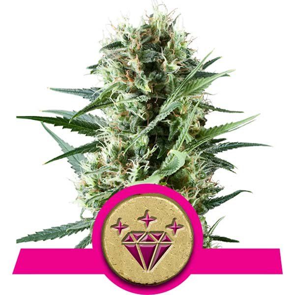 Dope Breeders - ROYAL QUEEN SEEDS Special Kush #1 Image