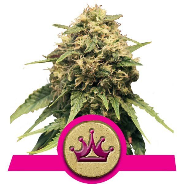 Dope Breeders - ROYAL QUEEN SEEDS Special Queen #1 Image