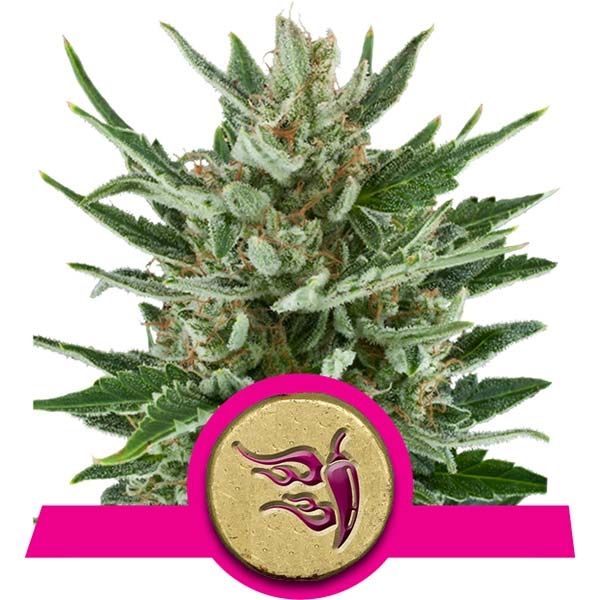 Dope Breeders - ROYAL QUEEN SEEDS Speedy Chile Image