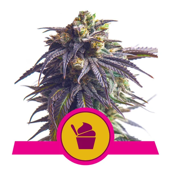 Dope Breeders - ROYAL QUEEN SEEDS Sundae Driver Image