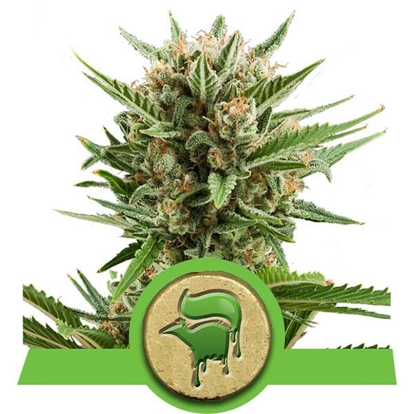 Dope Breeders - ROYAL QUEEN SEEDS Sweet Skunk Automatic Image