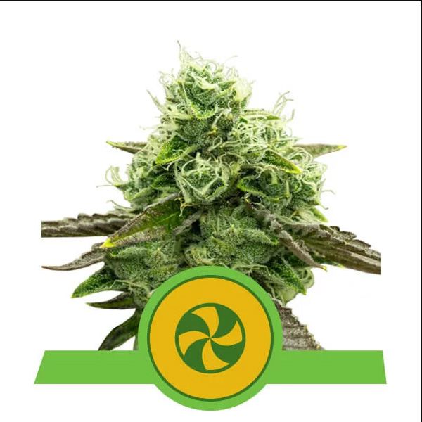 Dope Breeders - ROYAL QUEEN SEEDS Sweet ZZ Auto Image