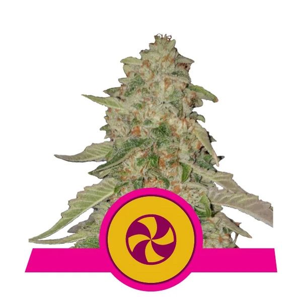 Dope Breeders - ROYAL QUEEN SEEDS Sweet Zkittlez Image