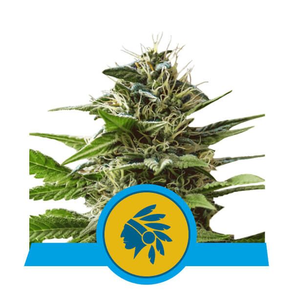 Dope Breeders - ROYAL QUEEN SEEDS Tatanka Pure CBD Image