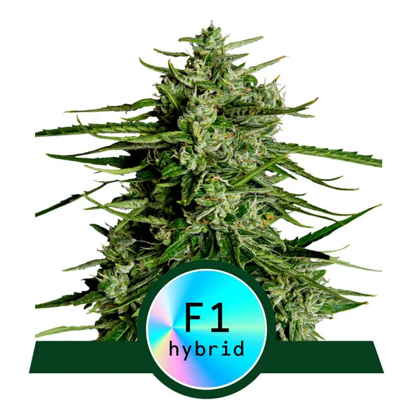 Dope Breeders - ROYAL QUEEN SEEDS Titan F1 Auto Image