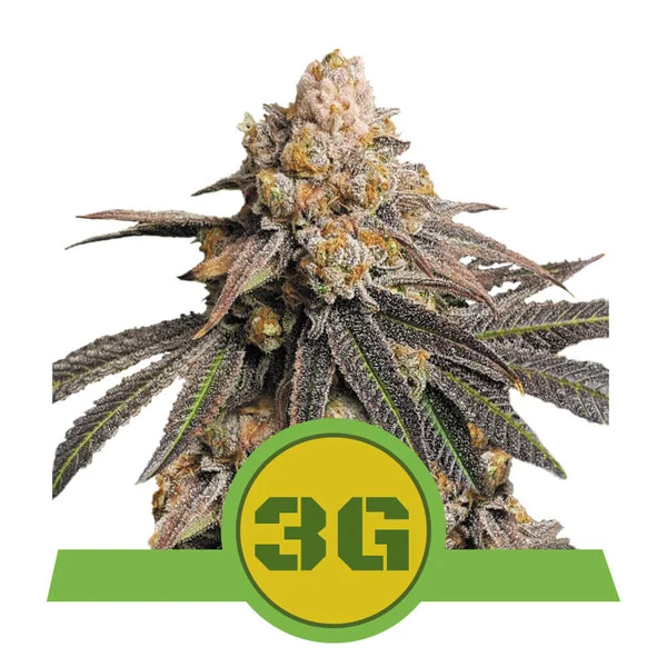 Dope Breeders - ROYAL QUEEN SEEDS Triple G Auto Image