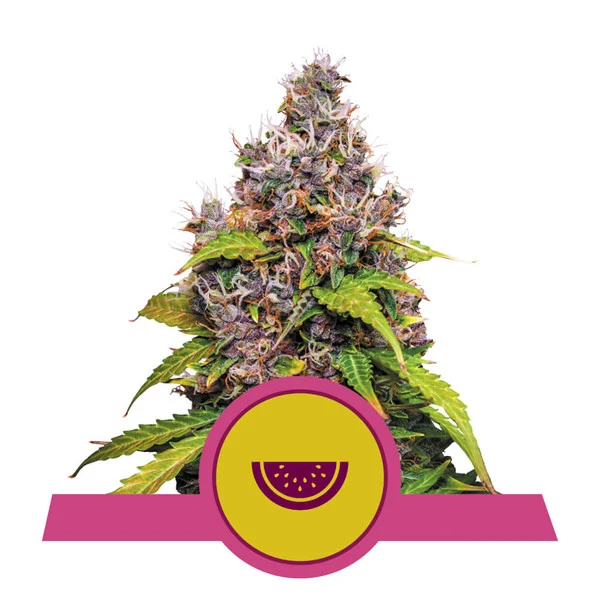 Dope Breeders - ROYAL QUEEN SEEDS Watermelon Image