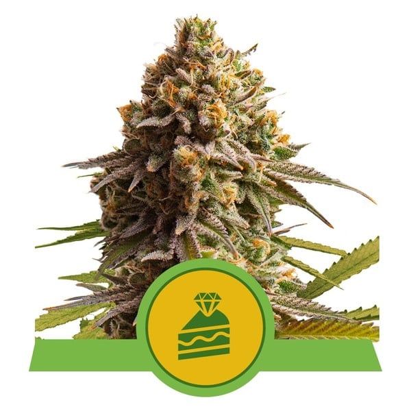 Dope Breeders - ROYAL QUEEN SEEDS Wedding Cake Auto Image