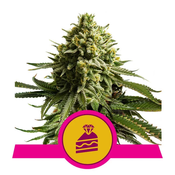 Dope Breeders - ROYAL QUEEN SEEDS Wedding Cake Image