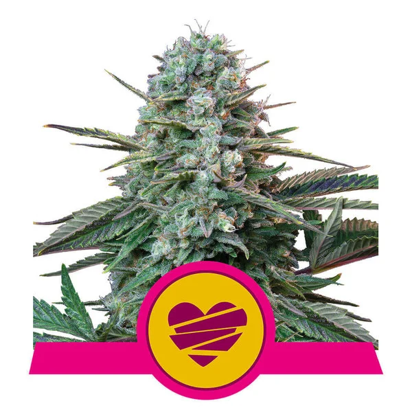 Dope Breeders - ROYAL QUEEN SEEDS Wedding Crasher Image