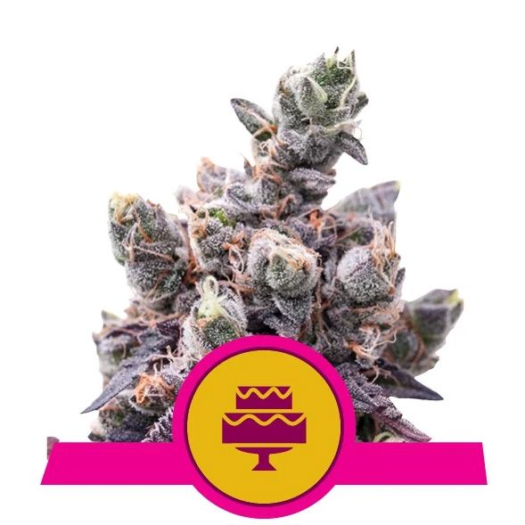 Dope Breeders - ROYAL QUEEN SEEDS Wedding Gelato Image