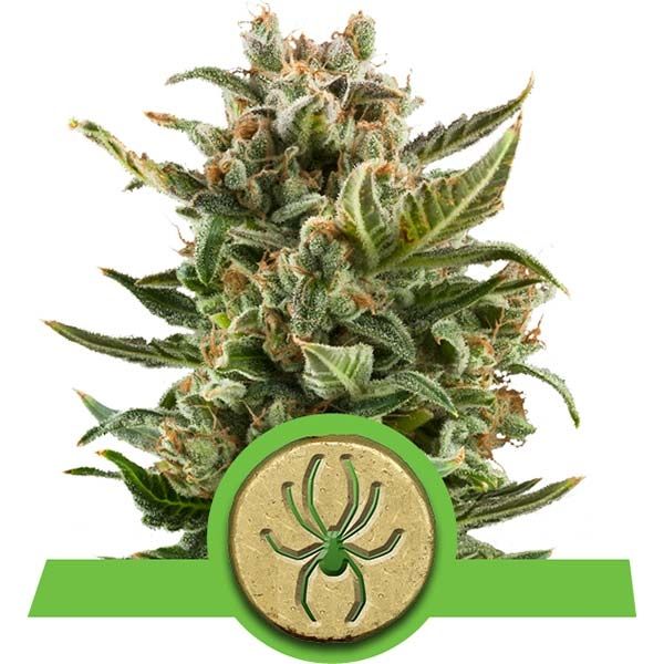 Dope Breeders - ROYAL QUEEN SEEDS White Widow Automatic Image