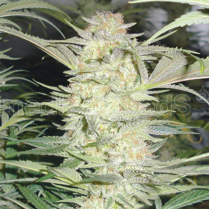 Dope Breeders - ROYAL QUEEN SEEDS White Widow Image