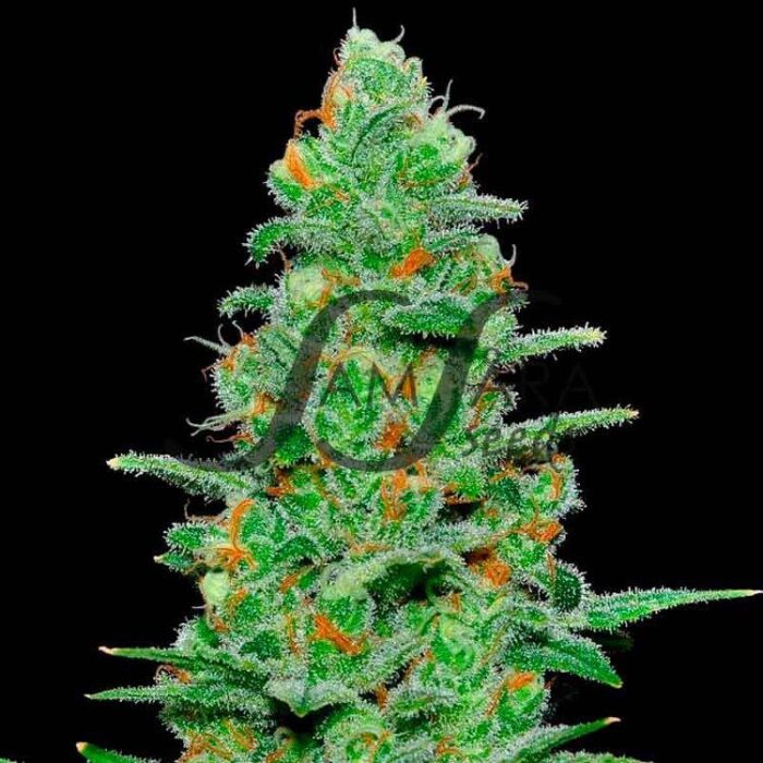 Dope Breeders - SAMSARA SEEDS Crazy Miss Hyde Auto Image