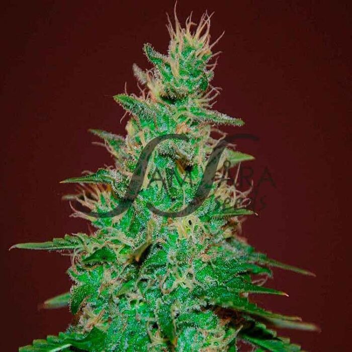 Dope Breeders - SAMSARA SEEDS El Alquemista Auto Image