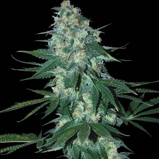 Dope Breeders - SAMSARA SEEDS El Alquemista Image