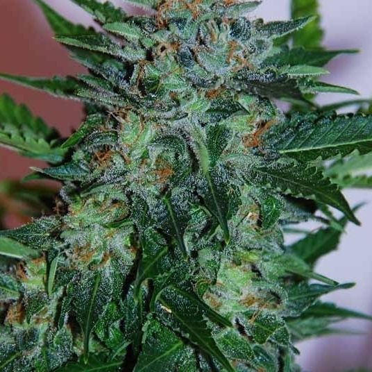 Dope Breeders - SAMSARA SEEDS Flash Babylon Image