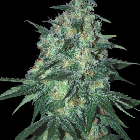 Dope Breeders - SAMSARA SEEDS Jekyll Passion Image