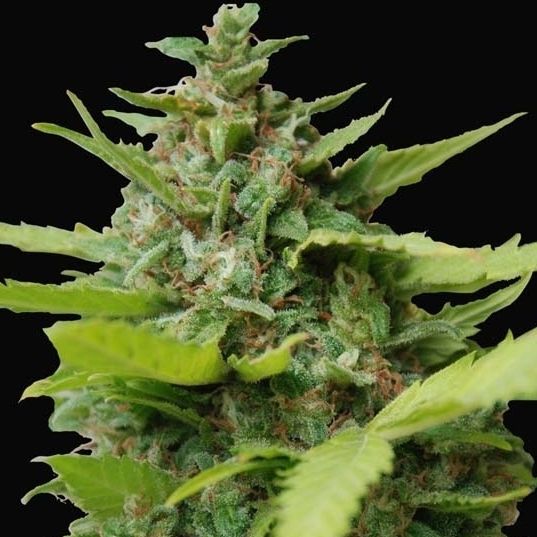 Dope Breeders - SAMSARA SEEDS Kiss Dragon Image