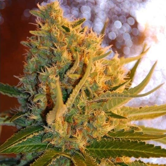 Dope Breeders - SAMSARA SEEDS Shot Adrenaline Image