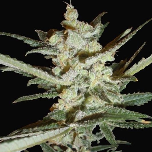 Dope Breeders - SAMSARA SEEDS Supersonic Crystal Storm Image