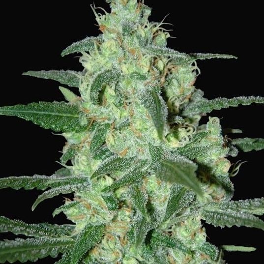 Dope Breeders - SAMSARA SEEDS Thunder Bloody Mary Image