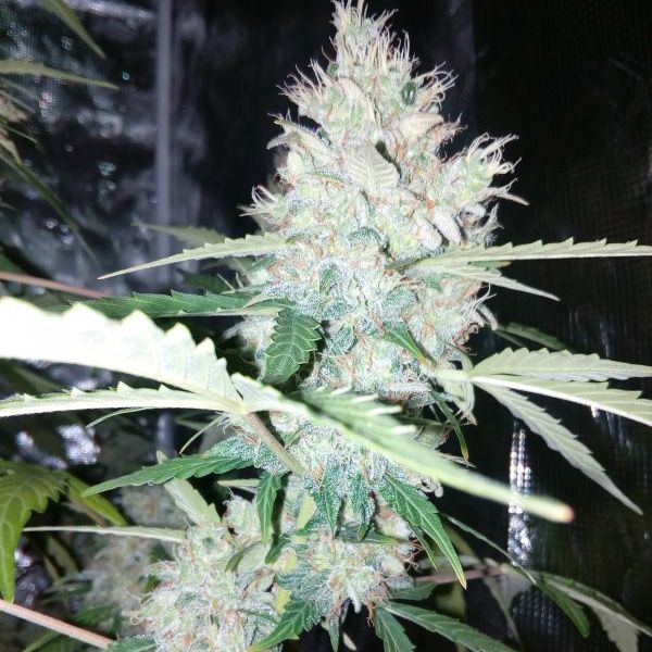 Dope Breeders - SEED STOCKERS AK420 Auto Image